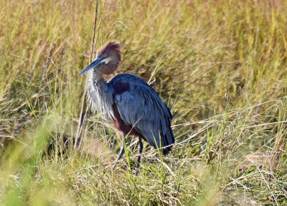 Goliath Heron - ML163618001