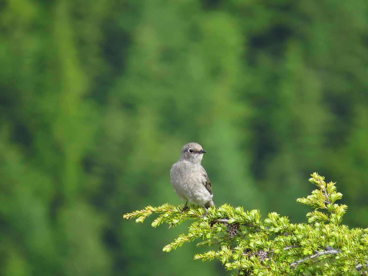 Townsend's Solitaire - ML163618141
