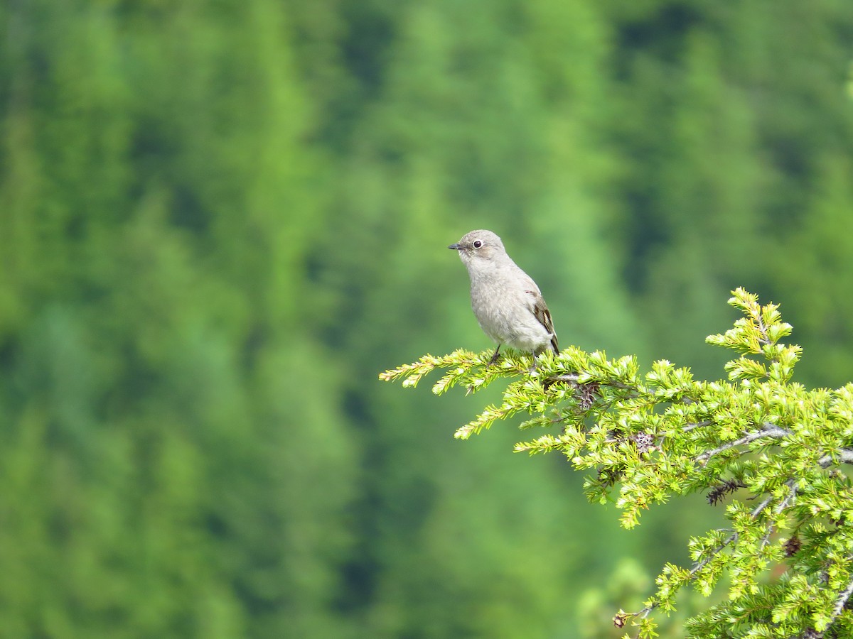 Townsend's Solitaire - ML163618161