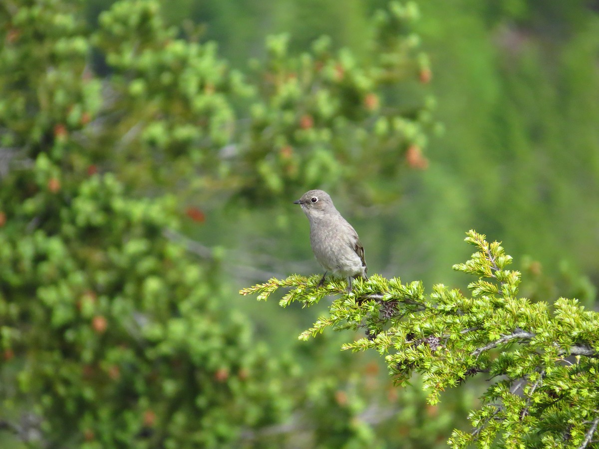 Townsend's Solitaire - ML163618191