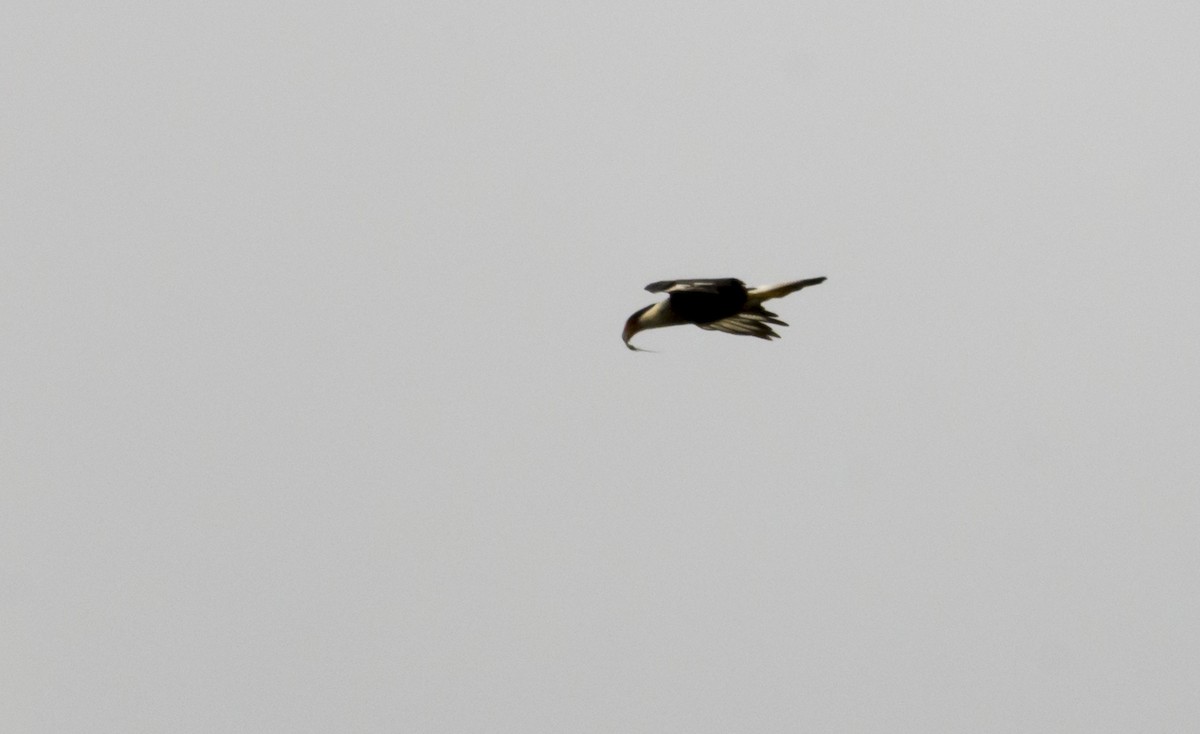 Crested Caracara (Northern) - ML163618321