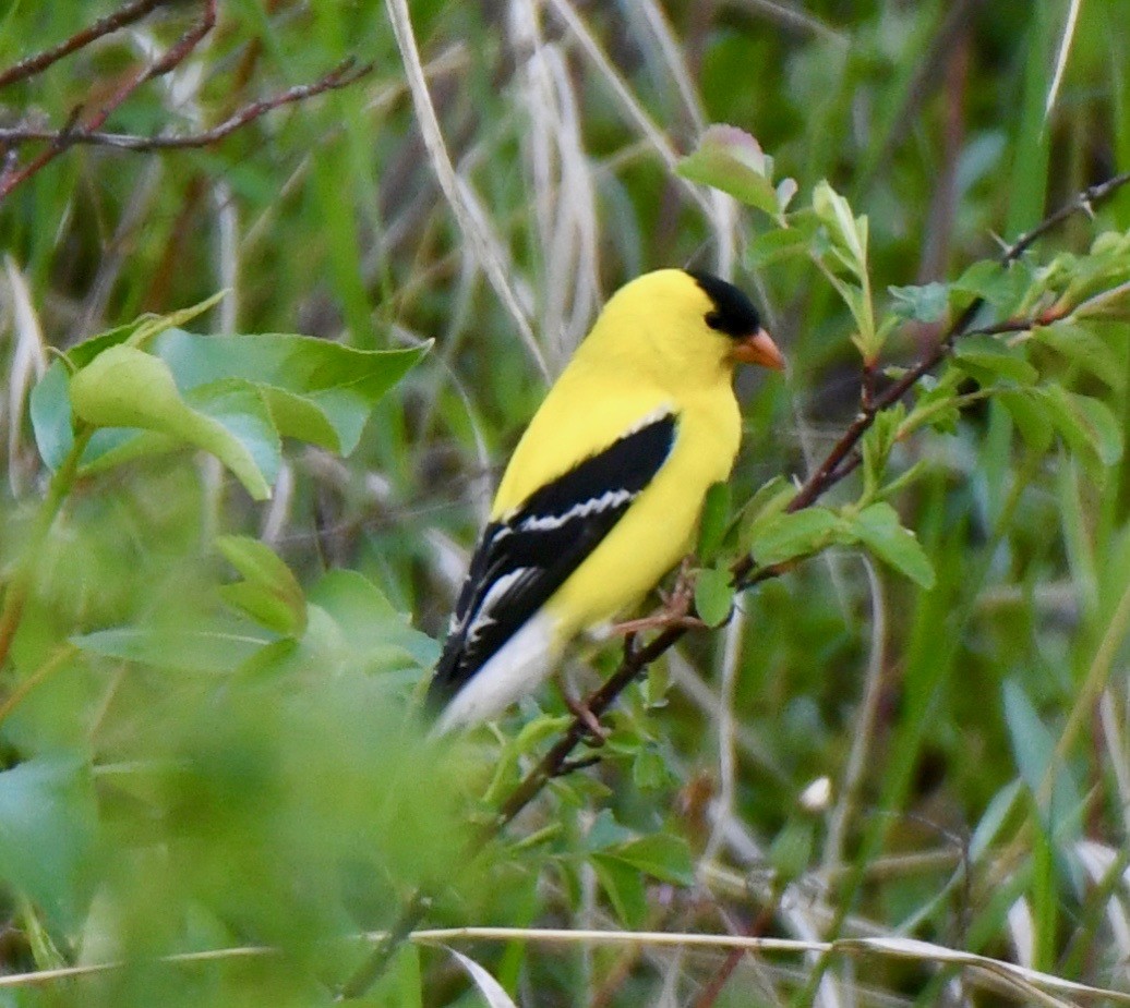 American Goldfinch - ML163621001