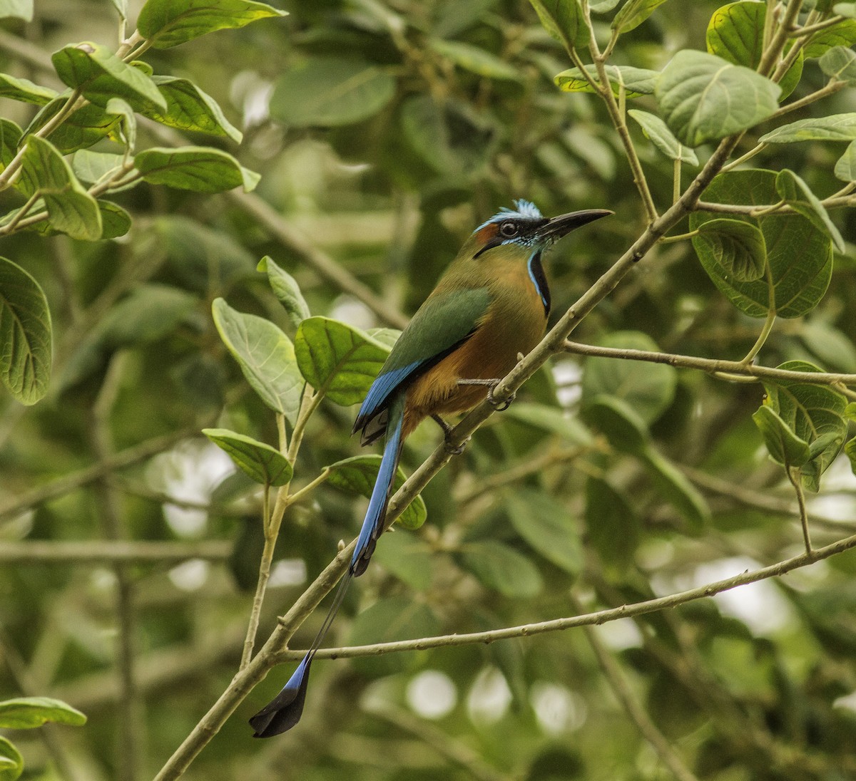 Turquoise-browed Motmot - ML163621021