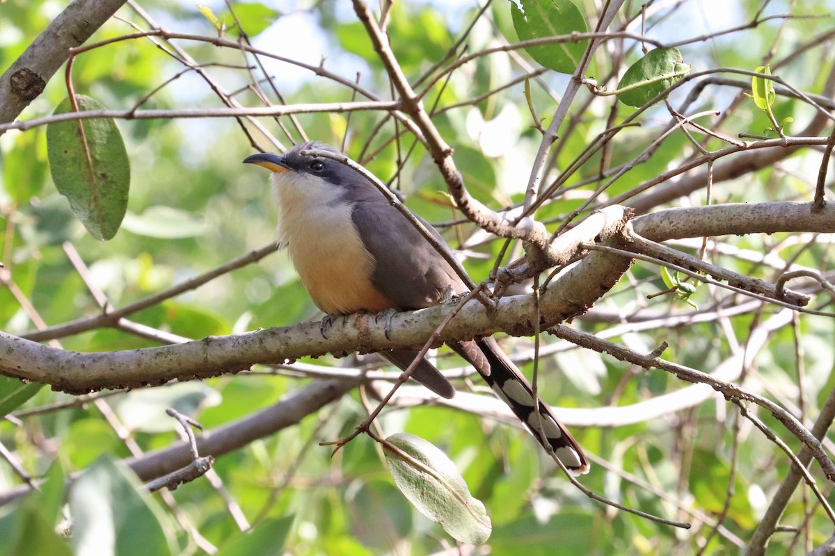 Mangrove Cuckoo - ML163621041