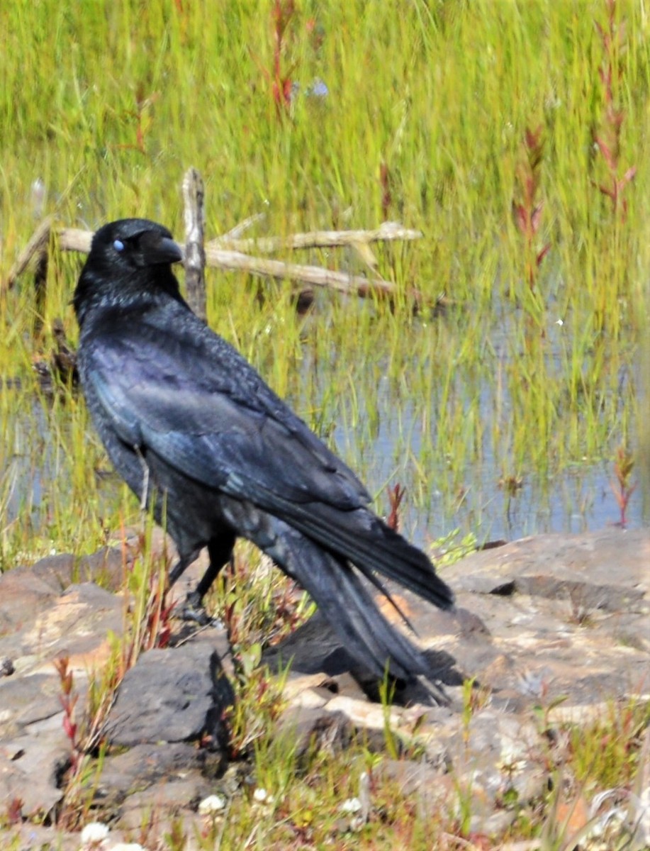 Carrion Crow - John Dunlop