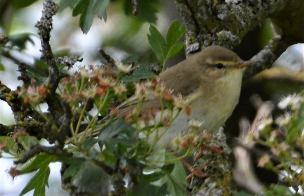 Willow Warbler - John Dunlop