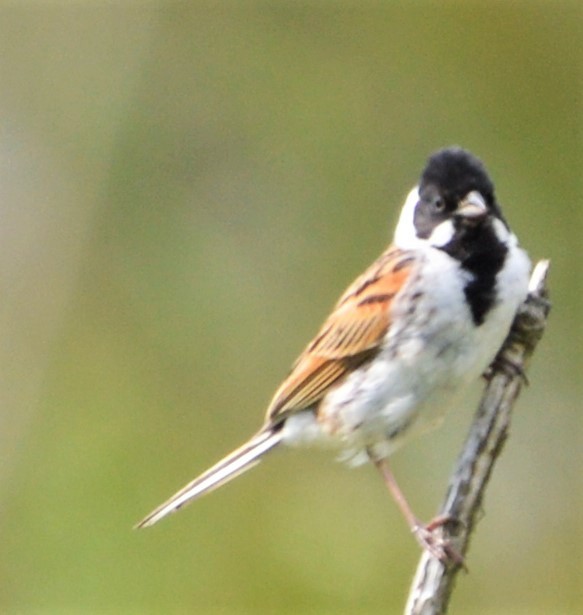 Reed Bunting - John Dunlop