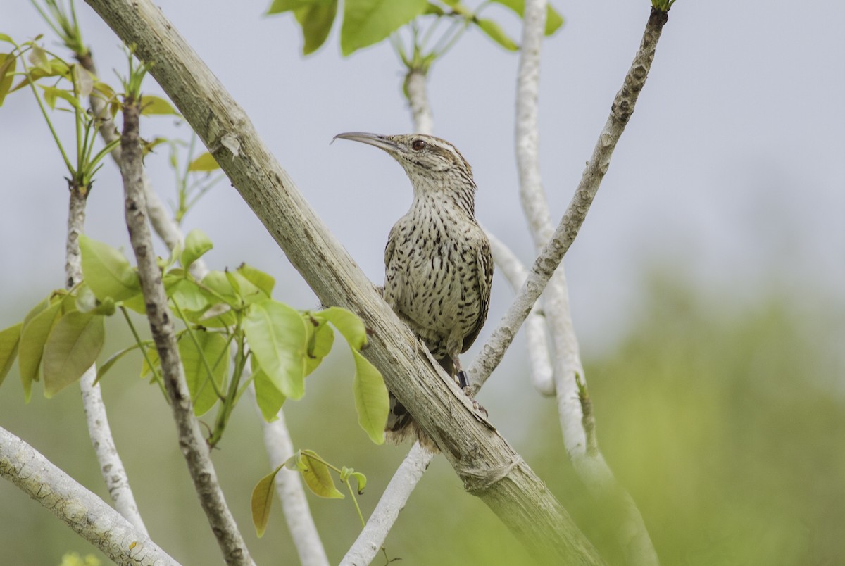 Yucatan Wren - Roni Martinez