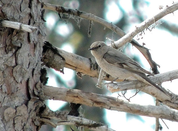Townsend's Solitaire - Terry Anderson