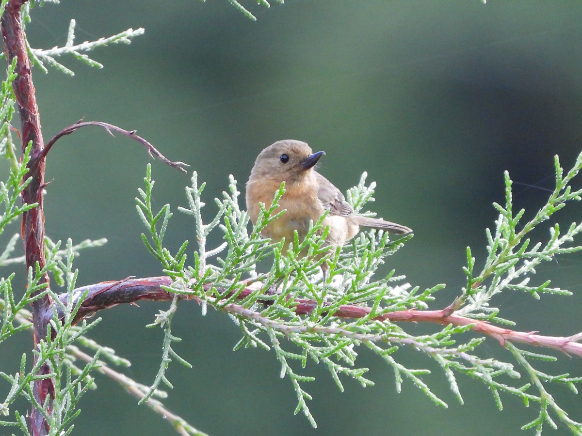 Rusty Flowerpiercer - ML163623451