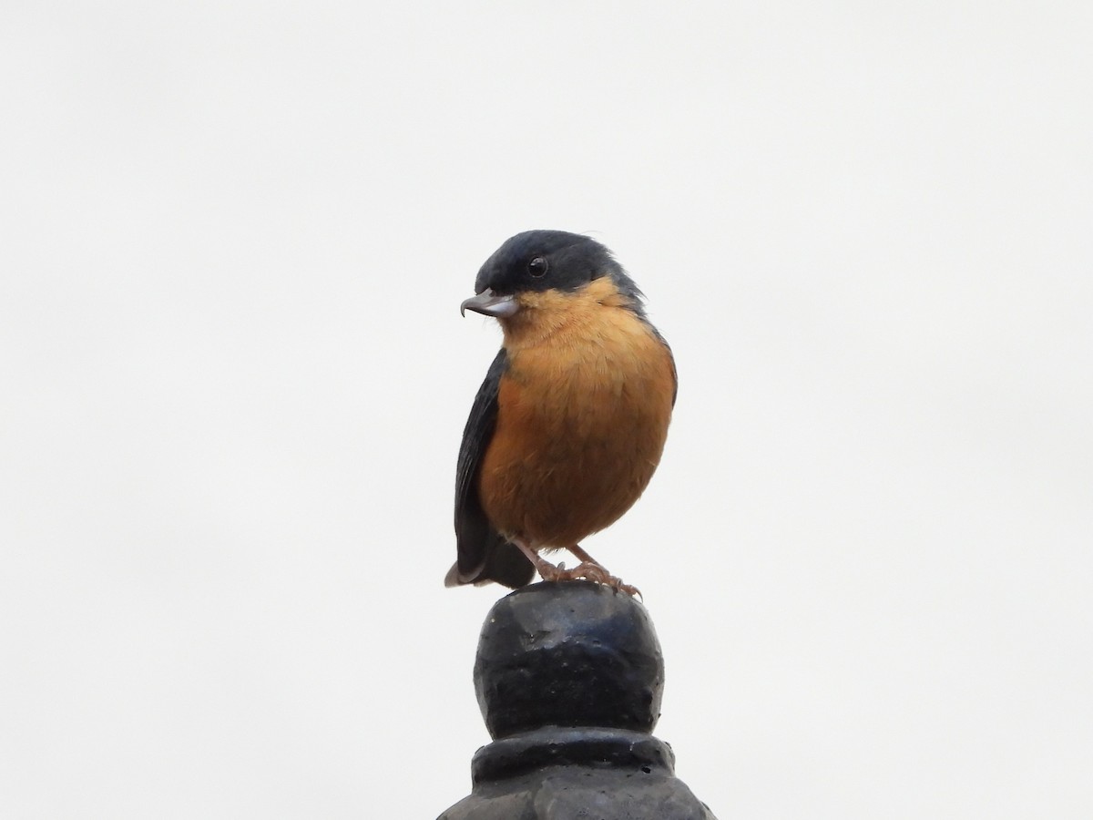 Rusty Flowerpiercer - ML163623631