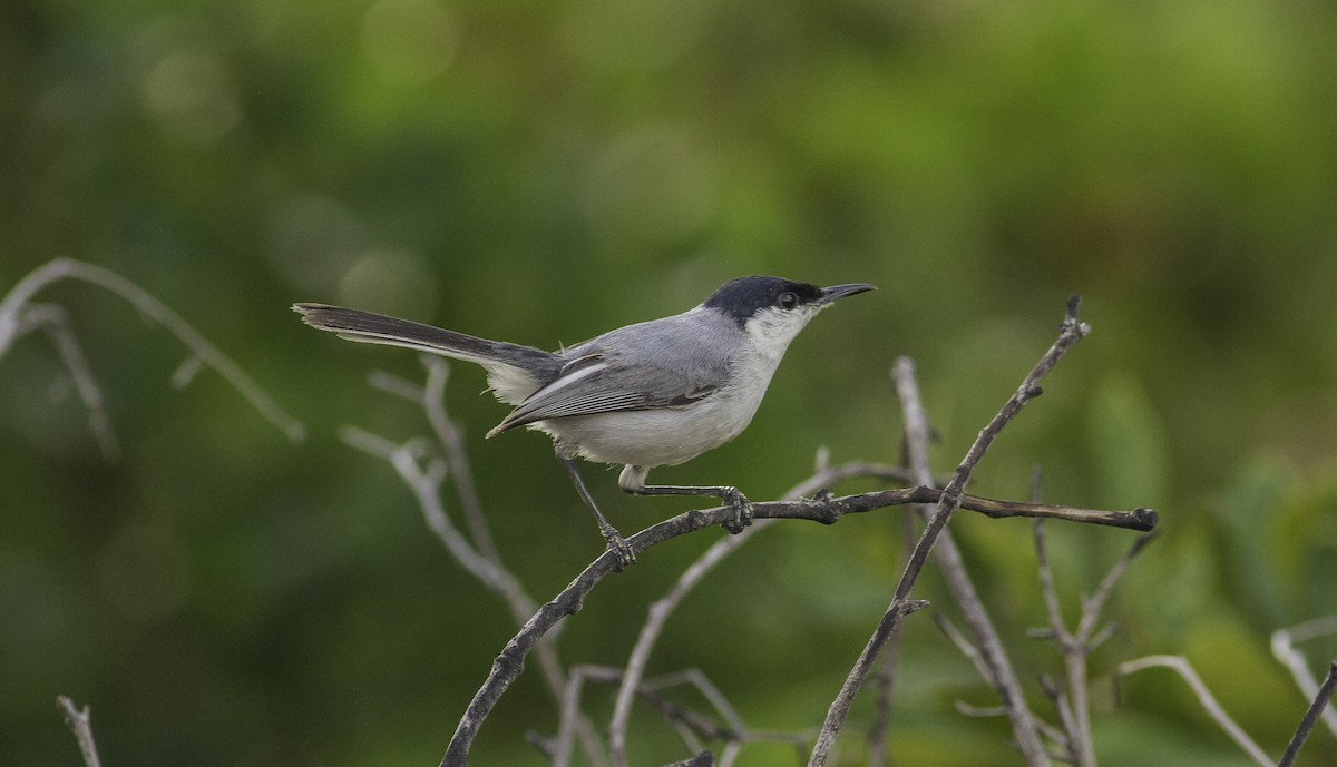 Yucatan Gnatcatcher - Roni Martinez