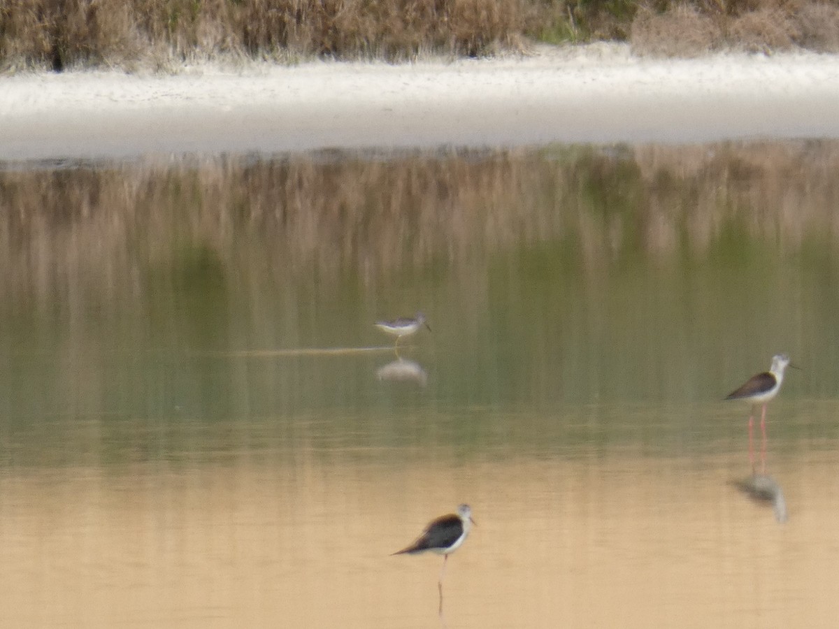 Common Greenshank - ML163623921