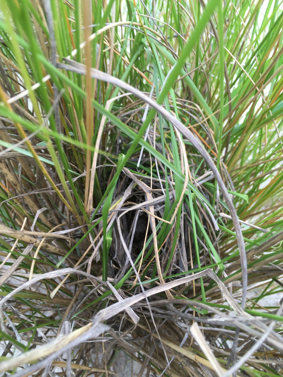 Seaside Sparrow - Aylett Lipford