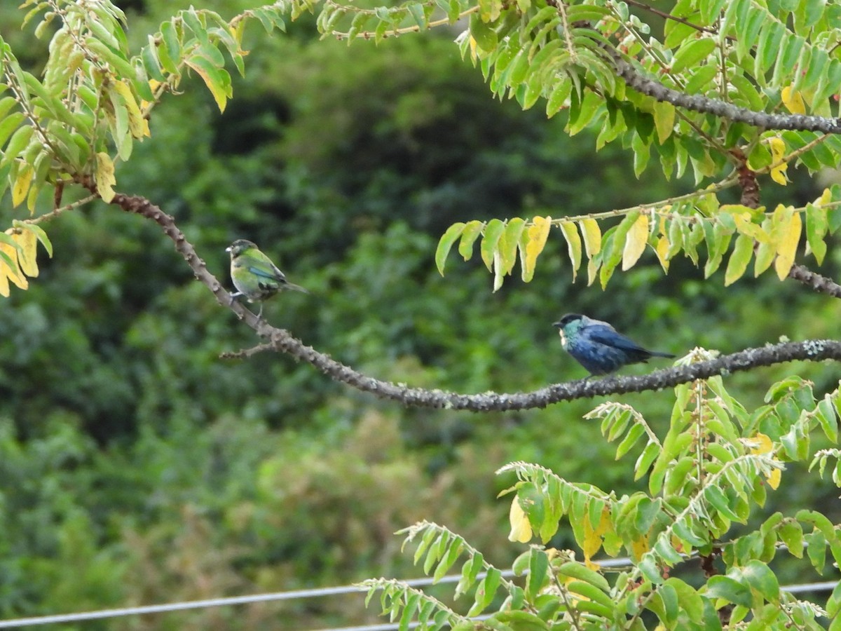Black-capped Tanager - ML163624621