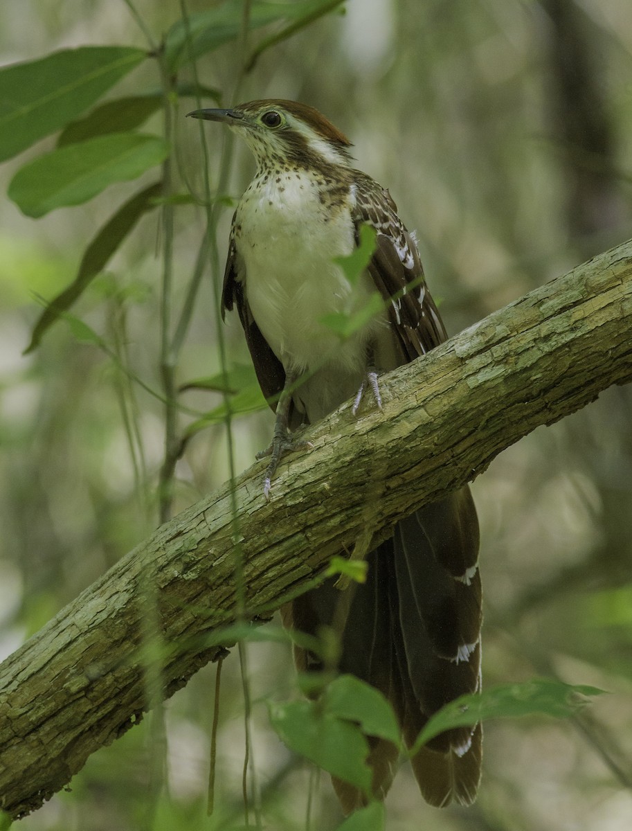 Pheasant Cuckoo - ML163624861