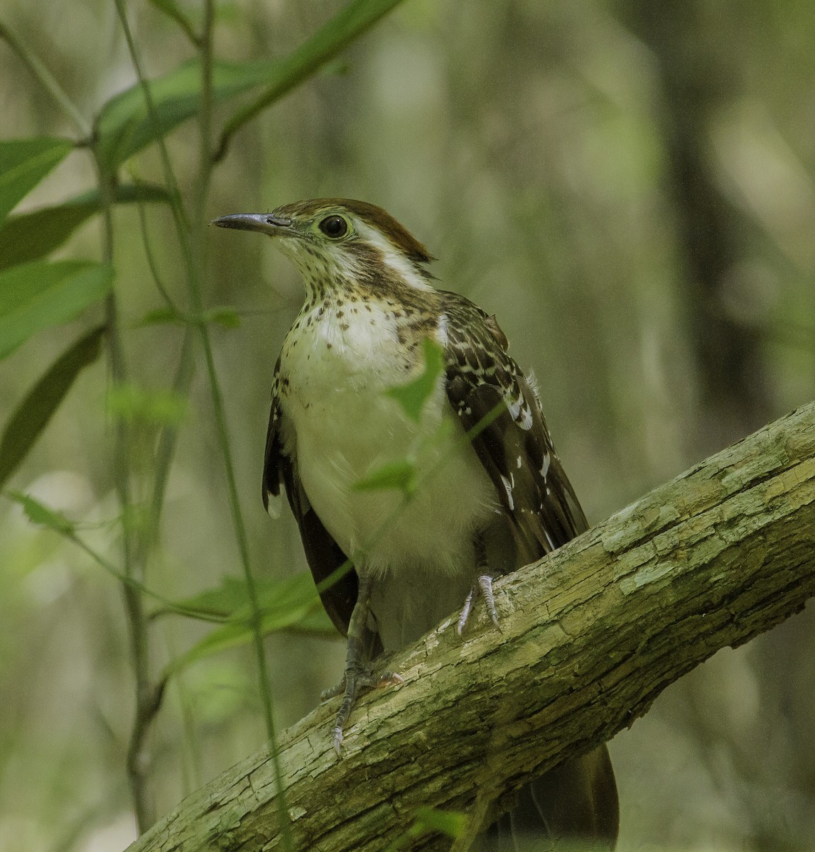 Pheasant Cuckoo - ML163624871