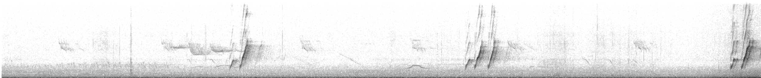 Krummschnabel-Spottdrossel [palmeri-Gruppe] - ML163626031