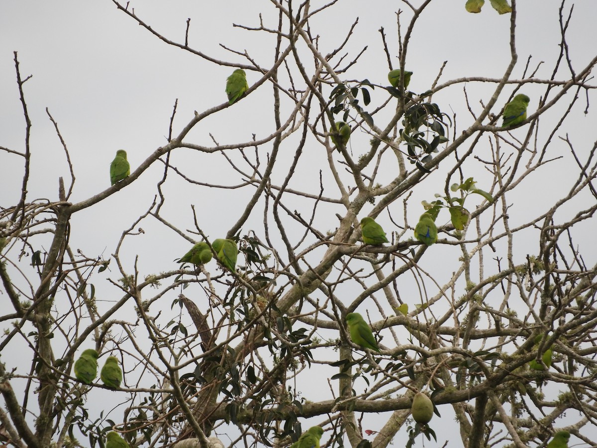 Cobalt-rumped Parrotlet - ML163627491