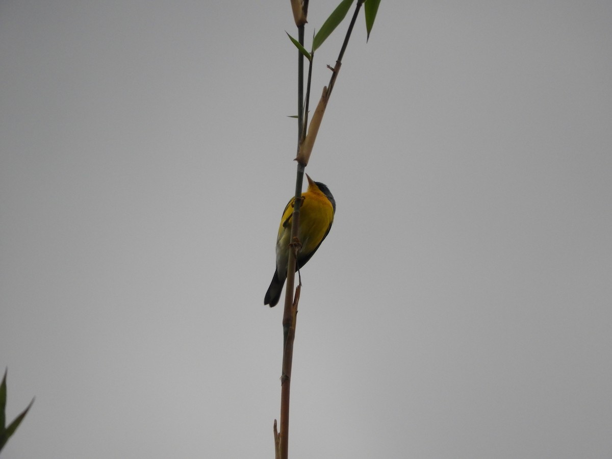 Tropical Parula - ML163629241