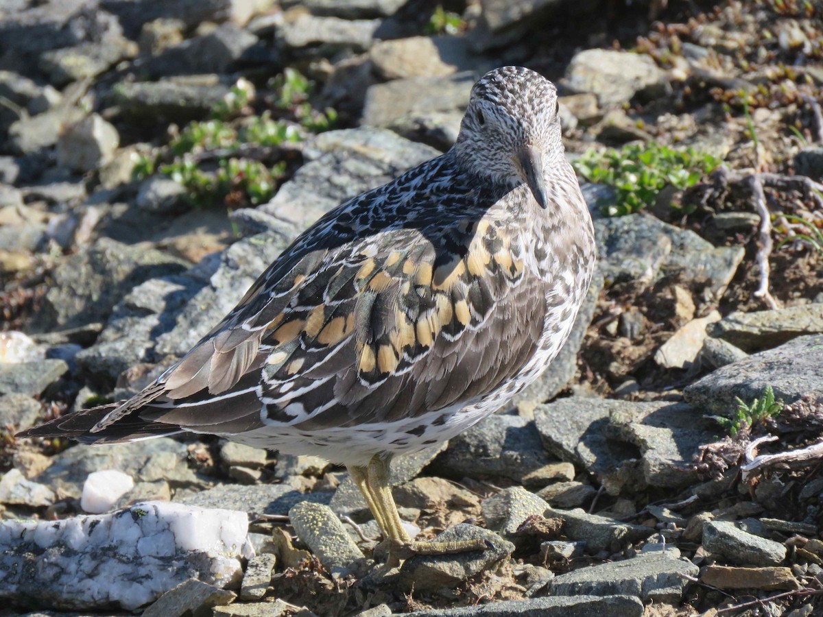 Surfbird - ML163629341