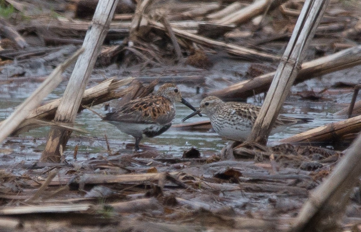 Dunlin - Joel Strong