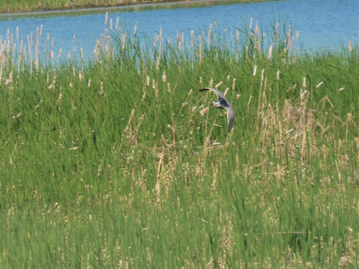 Black-crowned Night Heron - ML163630071