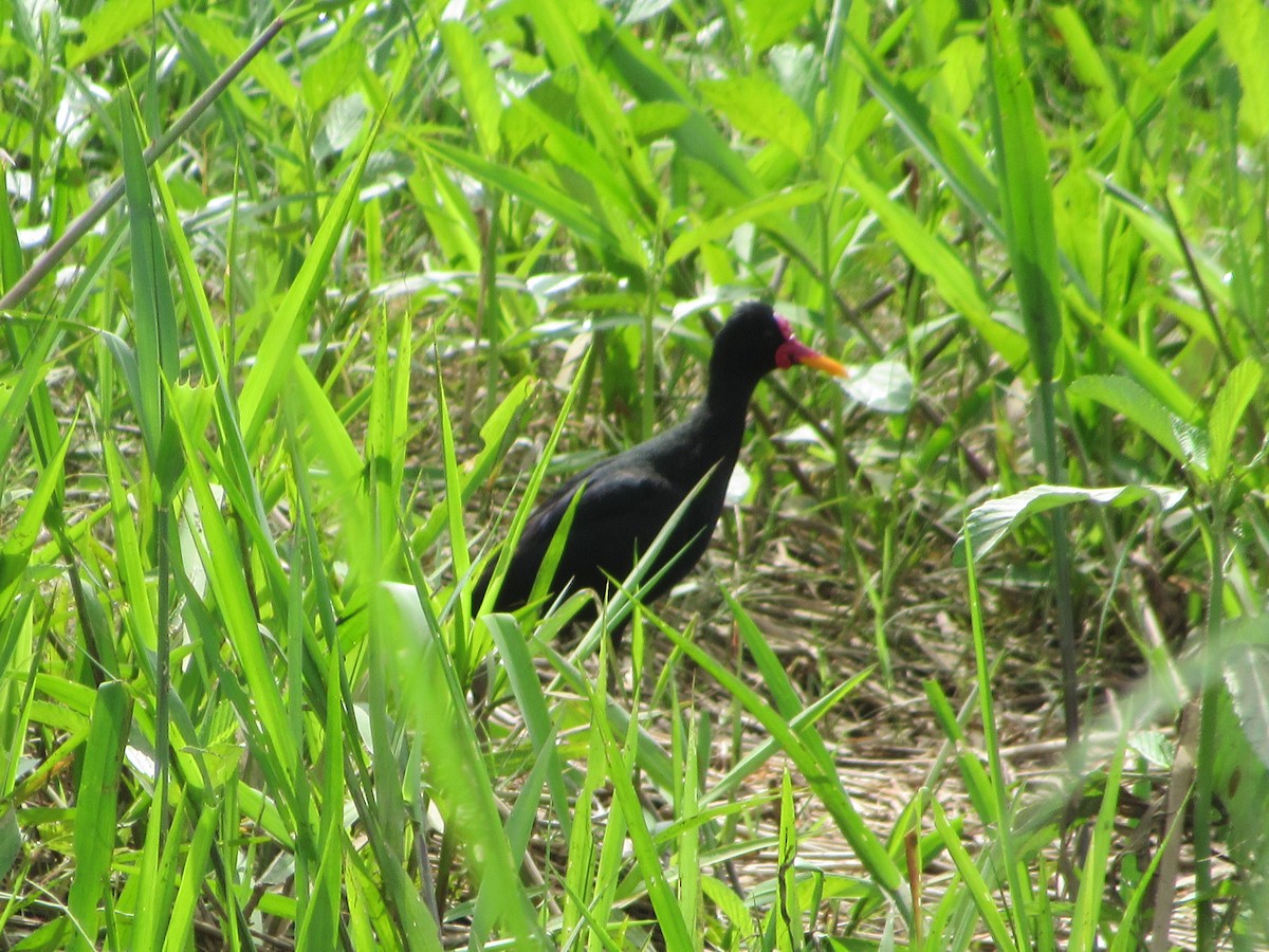 Серёжчатая якана - ML163631311