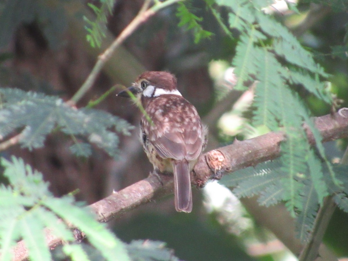 Russet-throated Puffbird - ML163632011