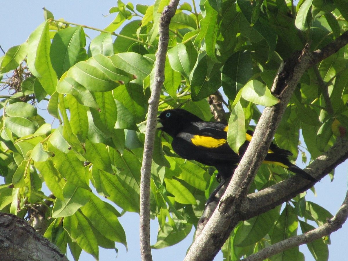 Желтопоясничный кассик - ML163632461