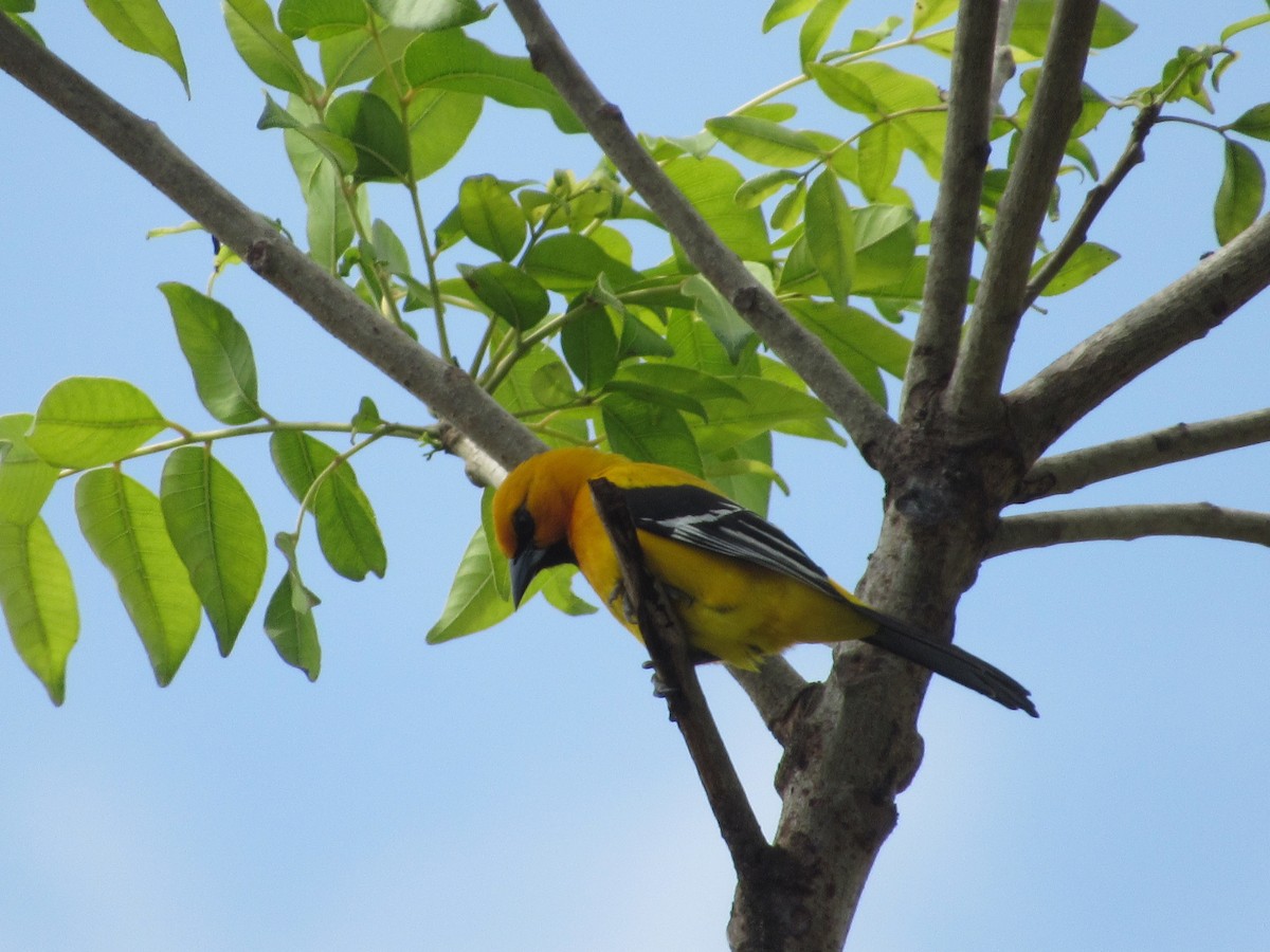 Иволговый трупиал - ML163632611