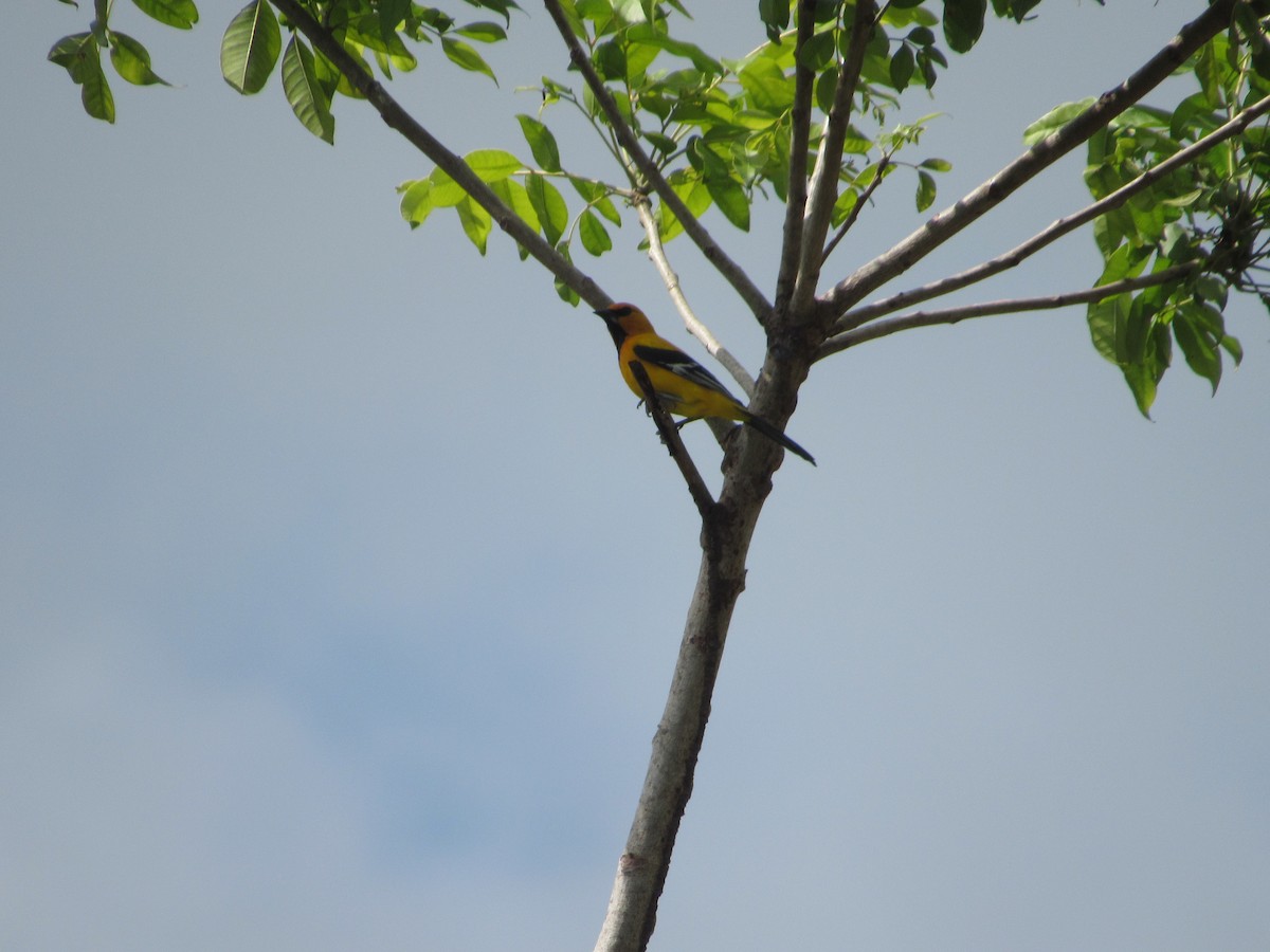 Иволговый трупиал - ML163632621