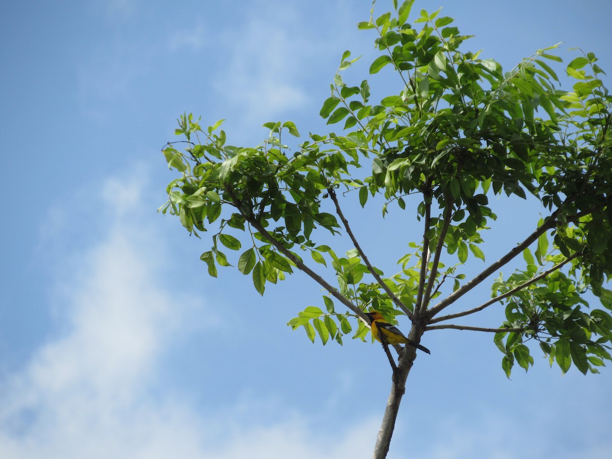 Иволговый трупиал - ML163632631