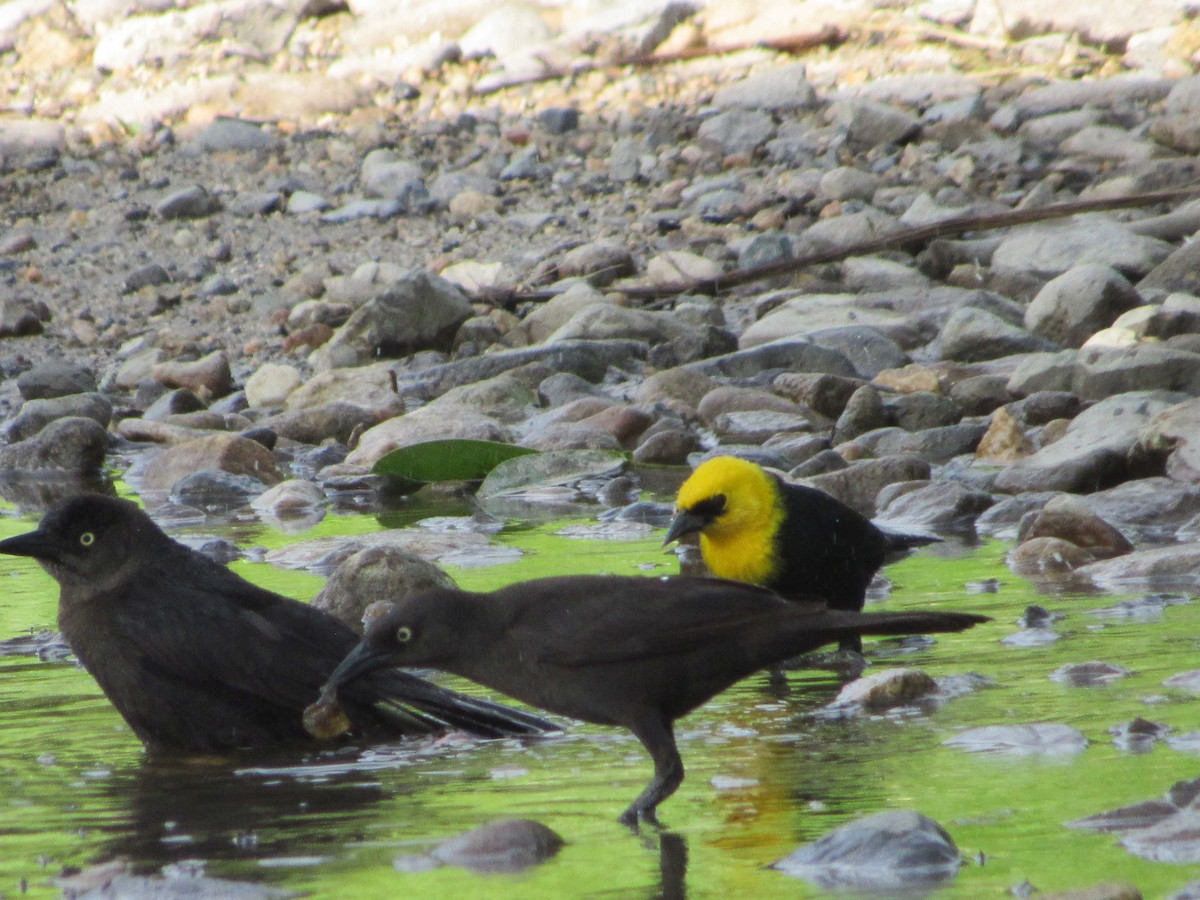 Желтоголовый курен - ML163632911