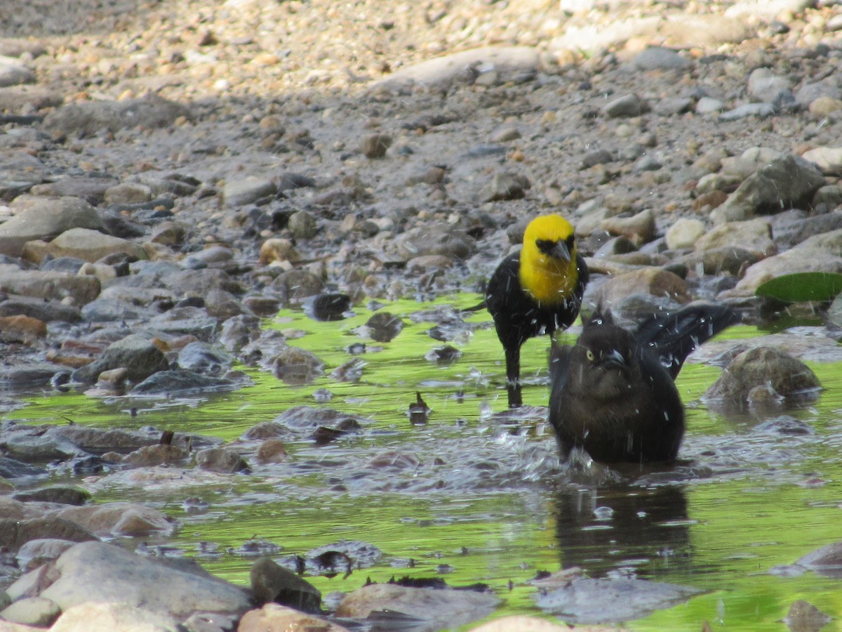 Желтоголовый курен - ML163632921