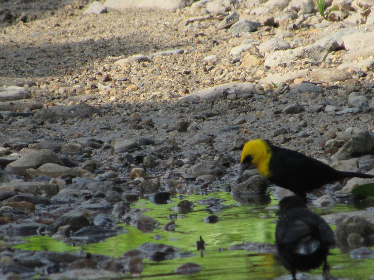 Желтоголовый курен - ML163632931