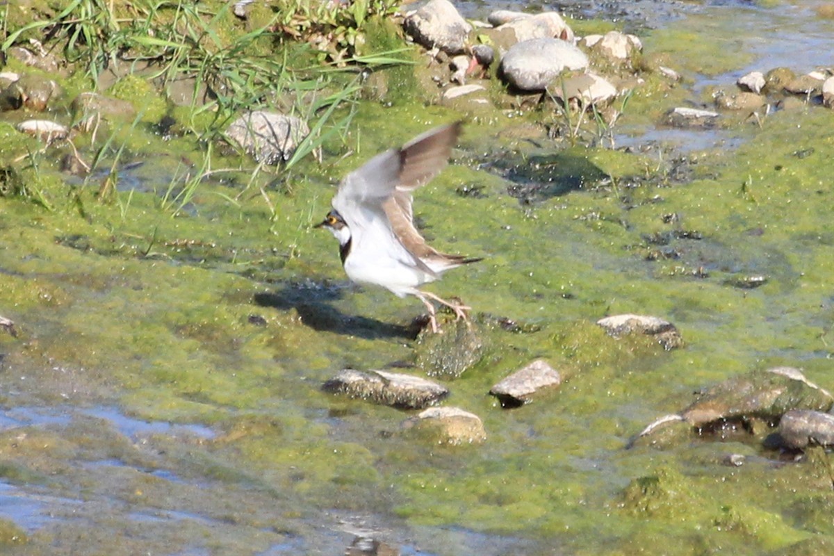 Little Ringed Plover - Salih MALAKCIOGLU