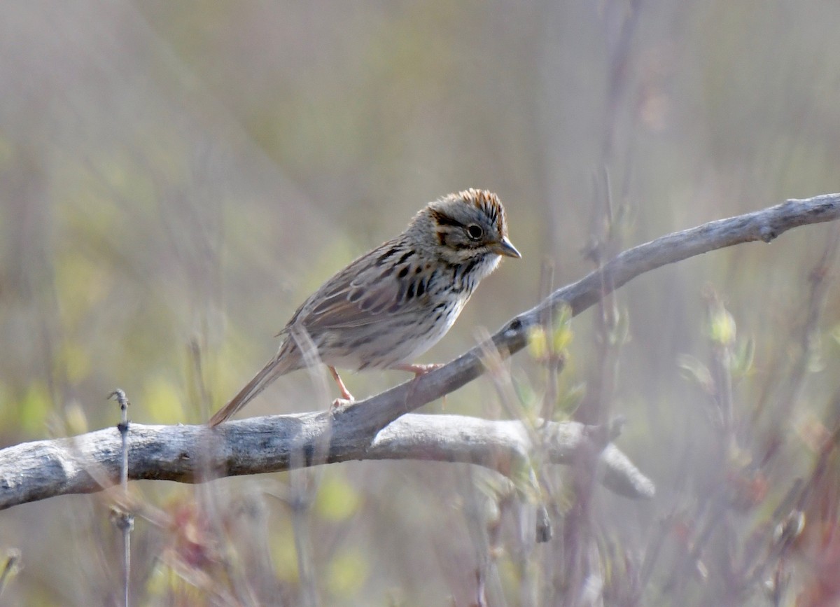 Lincoln's Sparrow - ML163635391