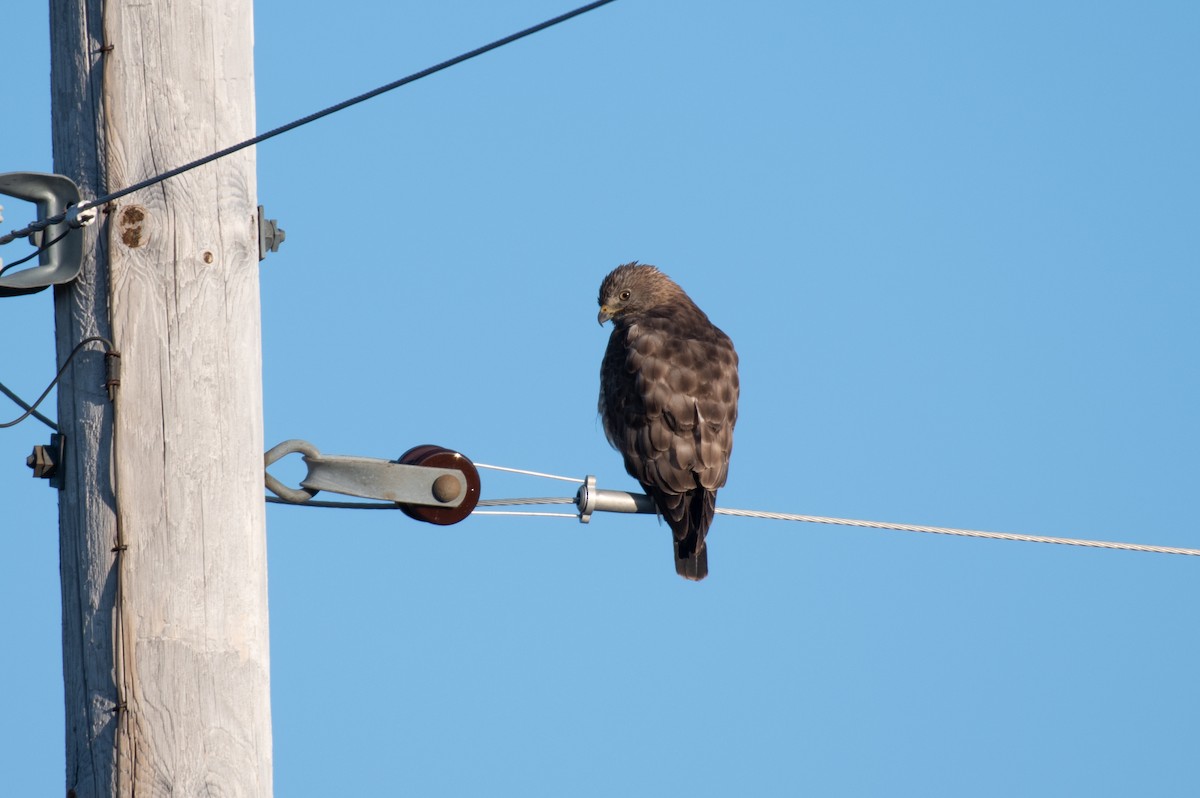 Broad-winged Hawk - ML163635981