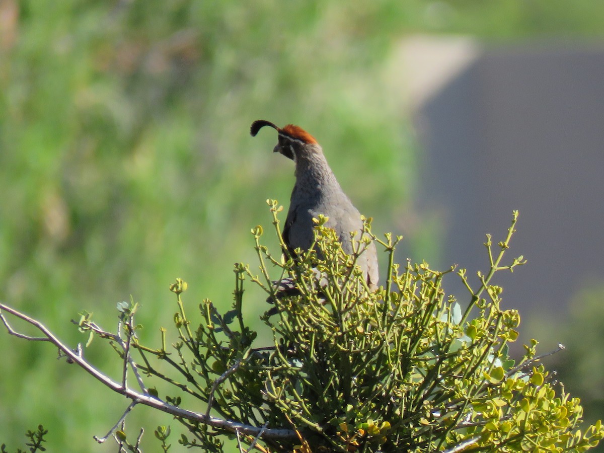 Gambel's Quail - ML163636571