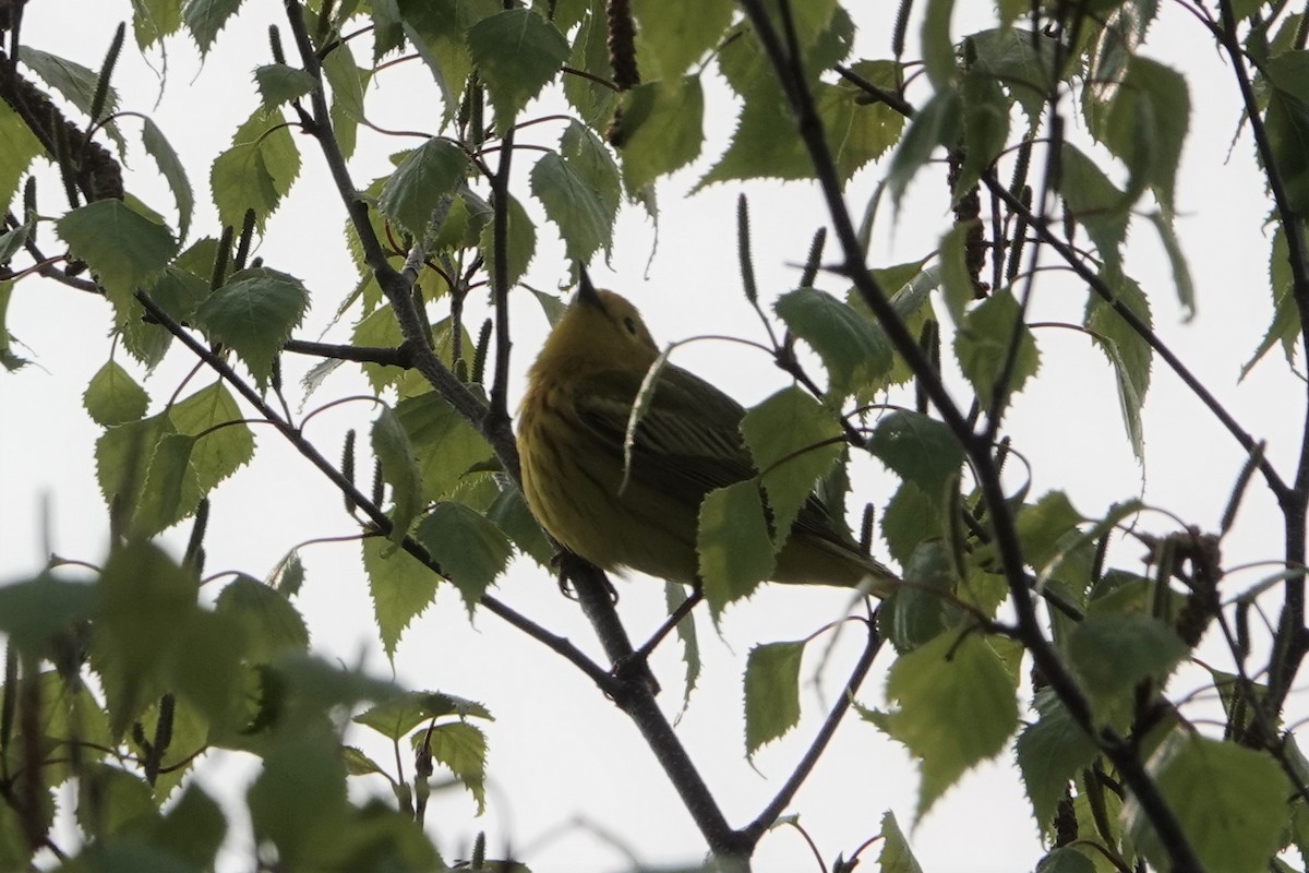 Yellow Warbler - Jana Lagan