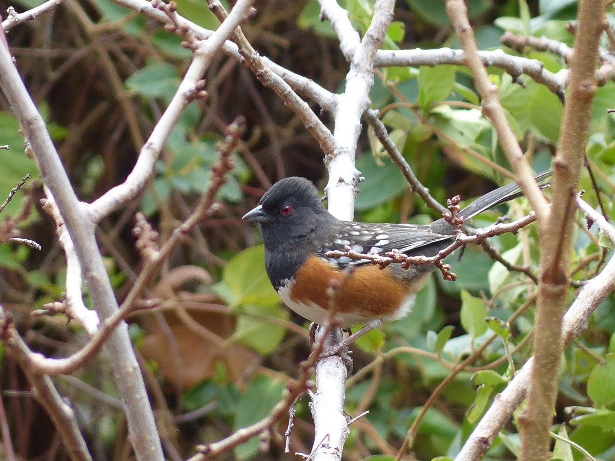 Spotted Towhee - ML163637581