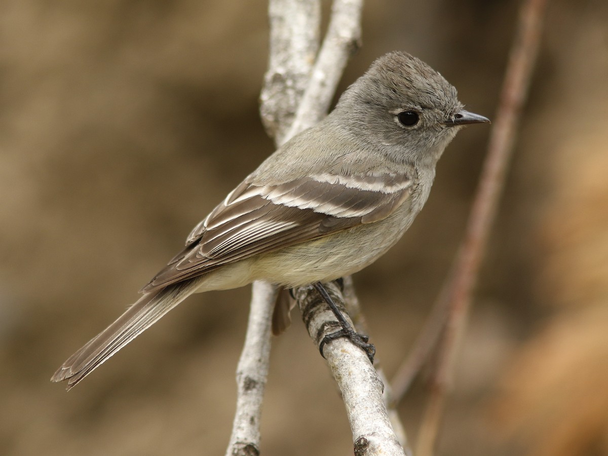 Hammond's Flycatcher - ML163637731