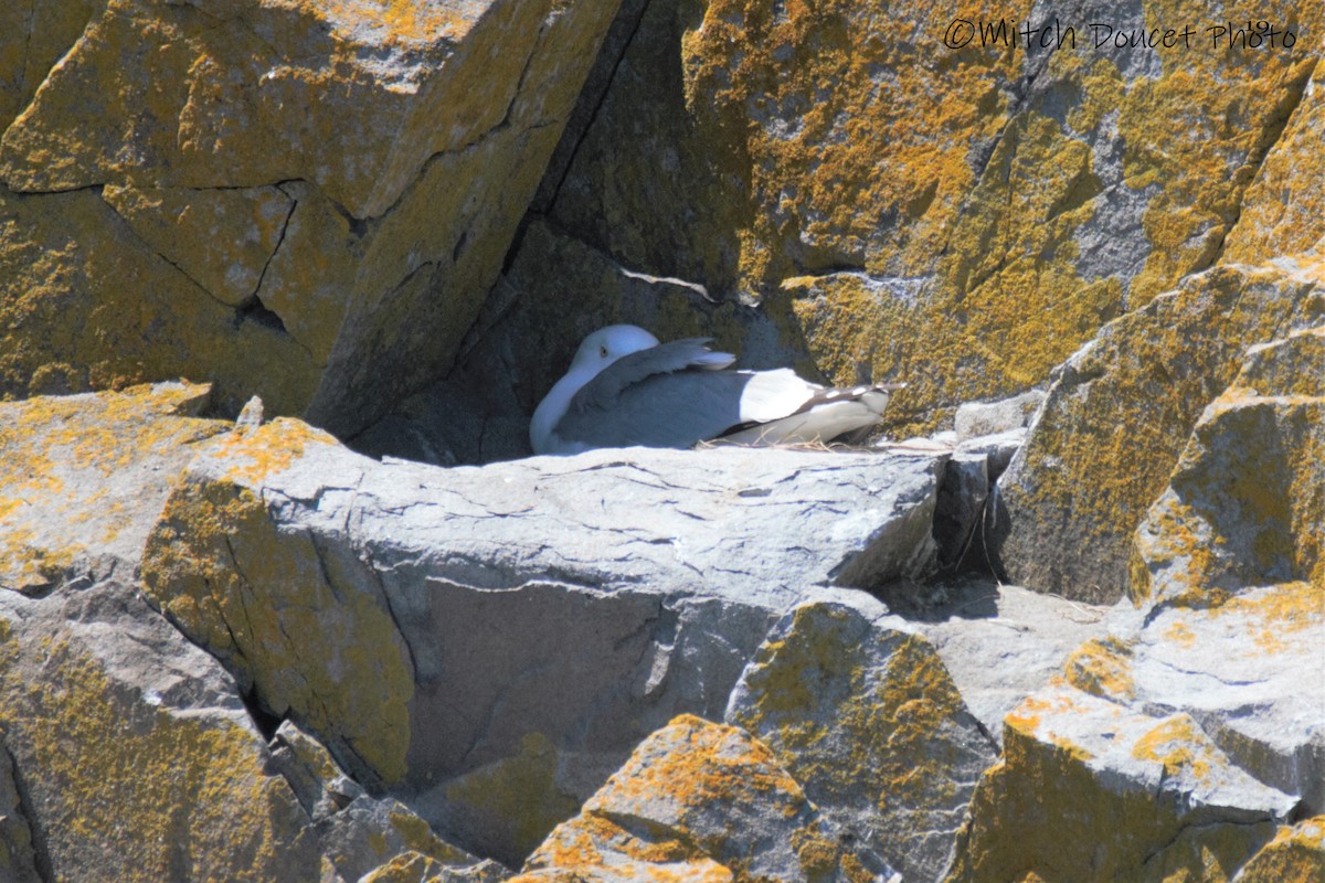 Black-legged Kittiwake - Mitch (Michel) Doucet