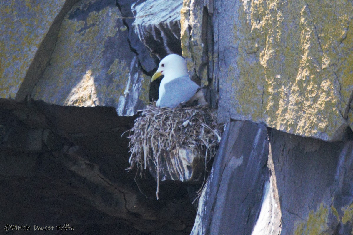 Black-legged Kittiwake - Mitch (Michel) Doucet