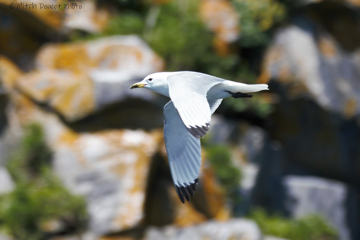 Black-legged Kittiwake - Mitch (Michel) Doucet