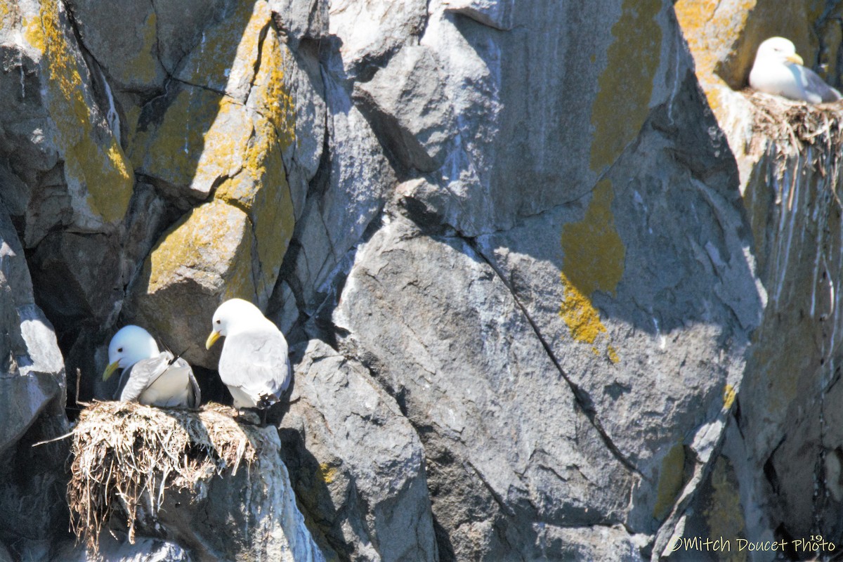 Black-legged Kittiwake - Mitch (Michel) Doucet