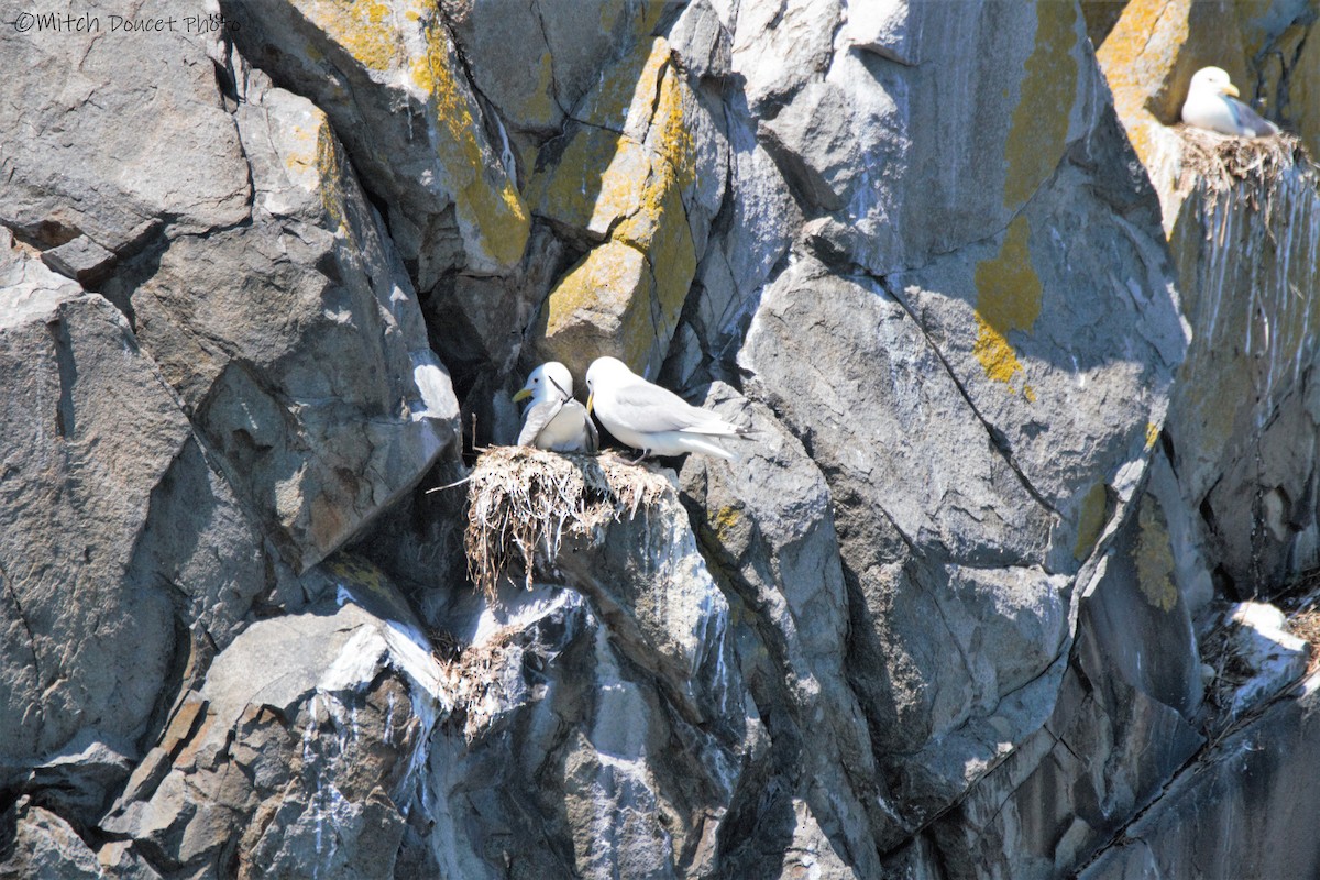 Black-legged Kittiwake - Mitch (Michel) Doucet