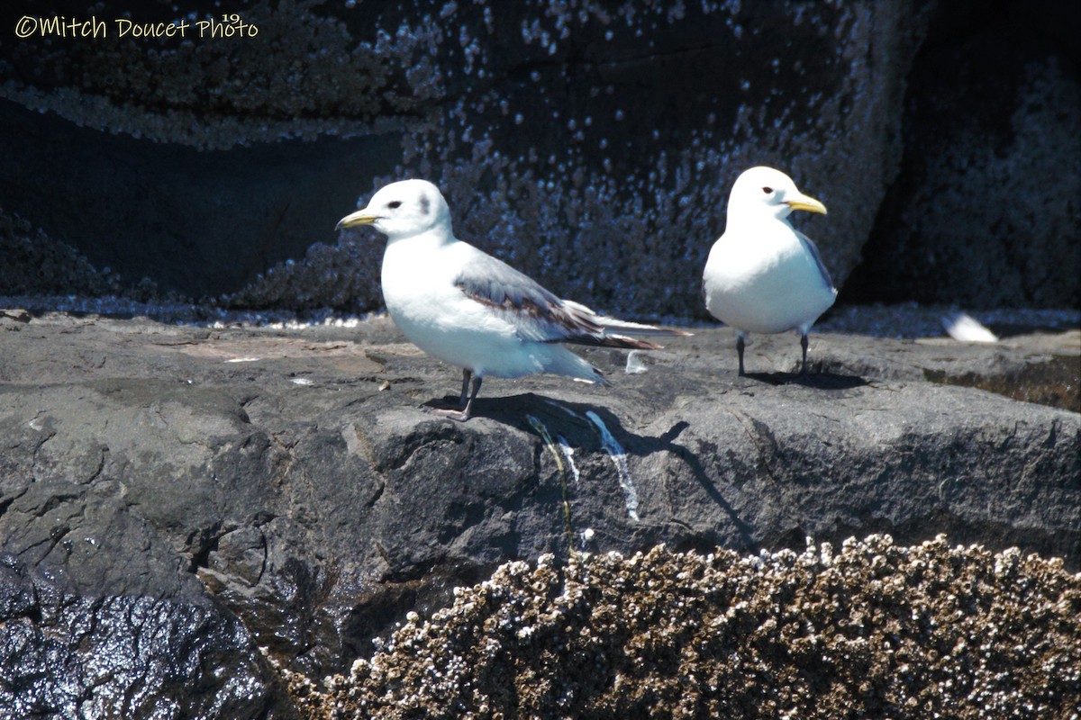 Black-legged Kittiwake - Mitch (Michel) Doucet