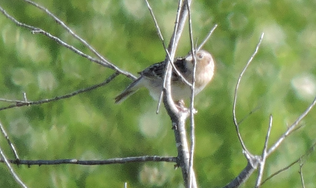 Grasshopper Sparrow - ML163639241